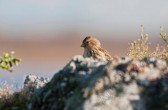 carduelis_flavirostris_b.jpg